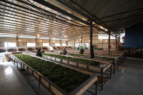 小李總普洱茶源頭工廠(chǎng) 源頭直供，品質(zhì)卓越